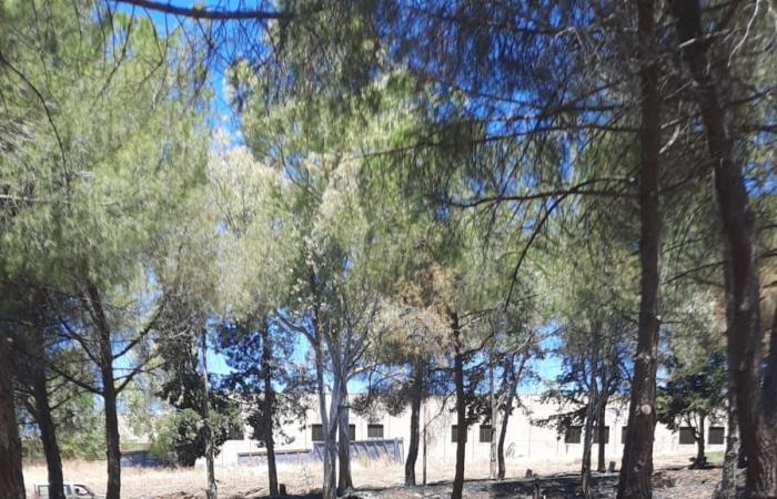 Ribera: El incendio arrasa el bosque del Parque del Renacimiento