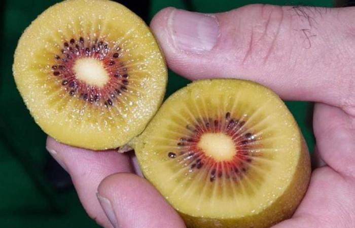 Cerca de Latina se cultiva un kiwi de corazón rojo – Mundo Agrícola