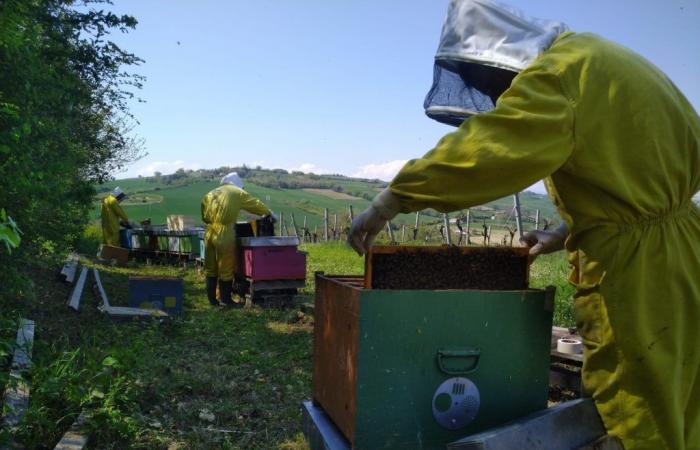 Grito de alarma de los apicultores de Las Marcas: la producción de miel y la supervivencia de las abejas están en riesgo