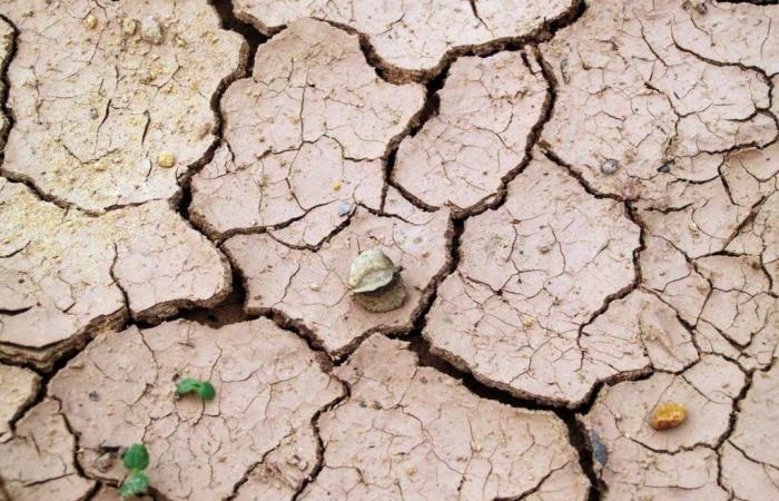 Sequía, Sicilia: emergencia agrícola. Fedagripesca: perdió 50%