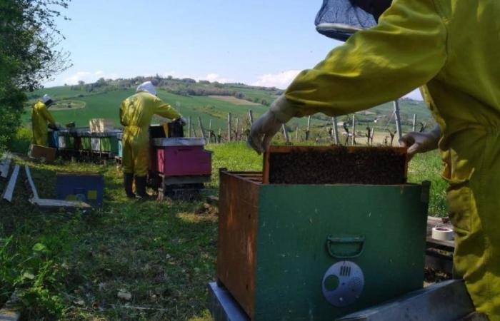 Las Marcas, alarma de los apicultores: “La producción de miel y la supervivencia de las abejas están en riesgo” – Picchio News