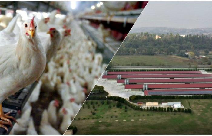 “Almacén ilegal en la gran granja avícola Fileni en la zona de Ancona”: 6 investigados, entre ellos cinco funcionarios públicos