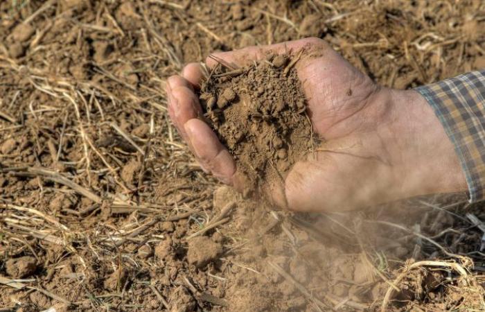 Sequía, seguimiento de Confagricoltura Taranto: graves daños al trigo, cítricos, olivos, huertas y viñedos – Del Territorio