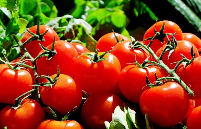 Las exportaciones sicilianas crecen, pero las ventas de tomates de Ragusa y Siracusa – Ragusa Oggi están disminuyendo