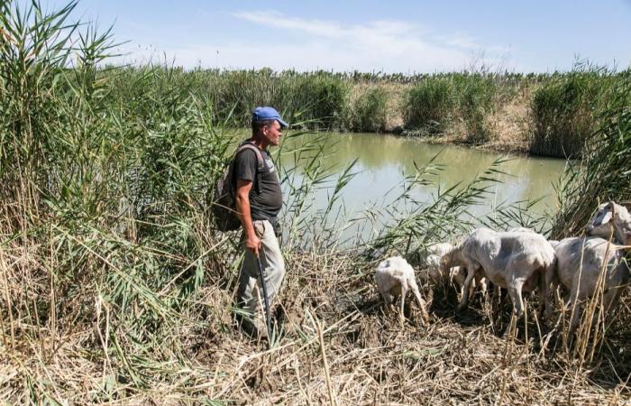 La sequía en Sicilia está creando problemas para las personas y los animales