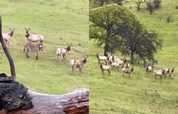 Un burro que escapó de su rancho hace años fue encontrado y recibido por una manada de wapitíes