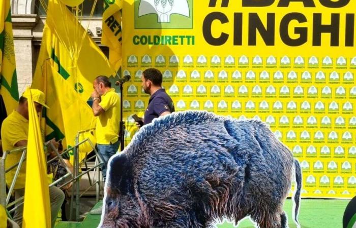 Alerta de jabalí, agricultores dispuestos a protestar frente a la Región: delegación también de Cesena
