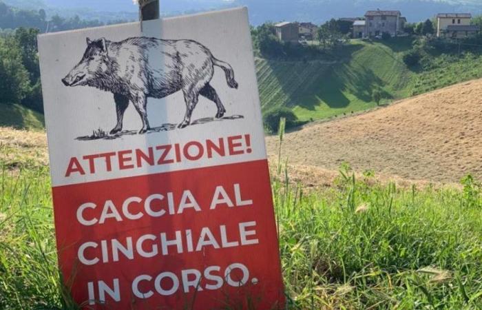 Peste porcina: 350 jabalíes asesinados en Parma desde marzo. Lega: “El plan preveía 5.152″