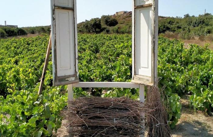 Semana del Vino de Cerdeña – La Comunidad de Carignano a Piede Franco de Sant’Antioco y la técnica de la planta subterránea para llenar vacíos