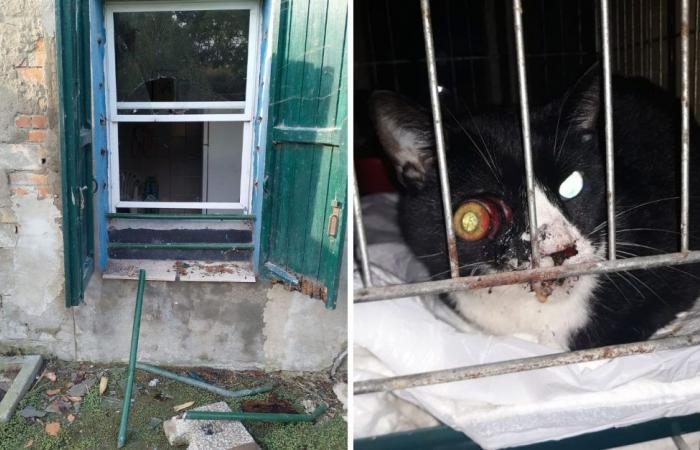 un robo devastó las instalaciones y provocó la fuga de los gatos hospitalizados