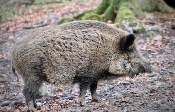 Peste porcina y los jabalíes sacrificados en la zona 2 de Liguria se pueden comer