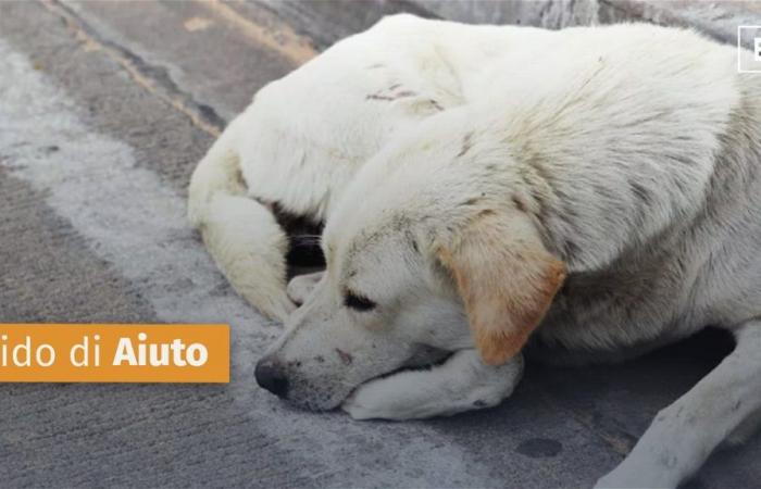 La plaga de los perros callejeros vuelve a “sangrar” en Corigliano-Rossano