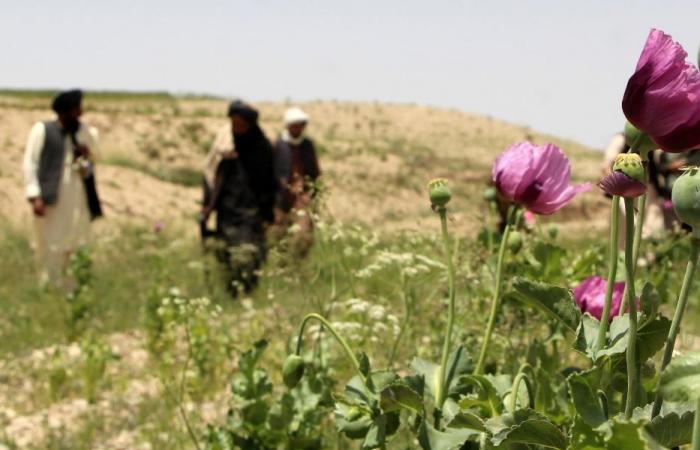 Los talibanes erradican el opio y las mujeres. Y eso es suficiente para que la ONU negocie.