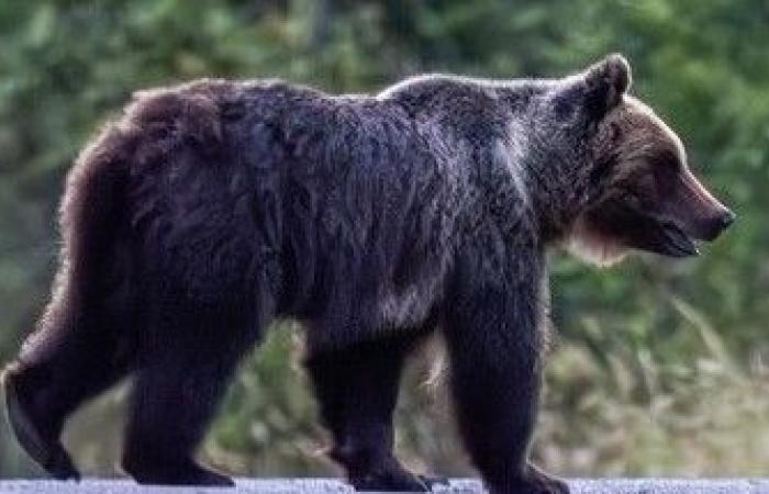 Cerradas las investigaciones sobre la muerte del oso Amarena: el hombre de 57 años que disparó fue imputado