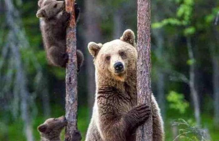 Matanza del oso Amarena, Lndc Protección Animal se convierte en parte civil en el juicio