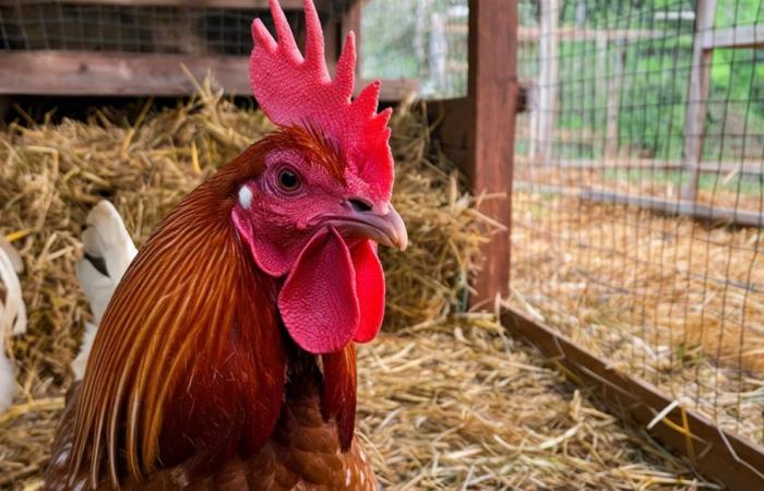 “No hay gallos en el gallinero, molestan a los vecinos”. Así lo decidió el Tribunal Administrativo Regional del Véneto