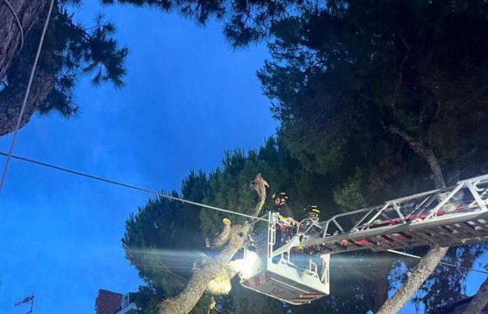 Los árboles peligrosos a lo largo de la costa de Teramo involucran a los bomberos