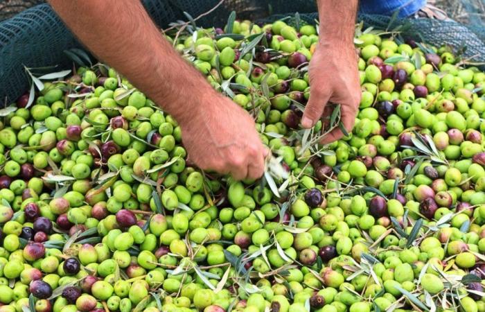 España elimina el IVA del aceite de oliva hasta septiembre