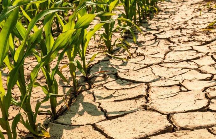 Sequía, Coldiretti pide iniciar los trámites para el reconocimiento del estado de catástrofe