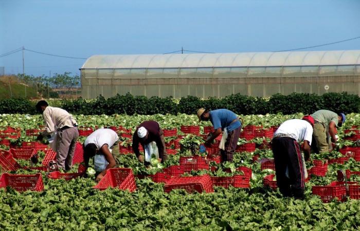 CIA – Agricultores italianos – Cia Veneto: se necesitan más de 20 mil trabajadores temporeros en la agricultura