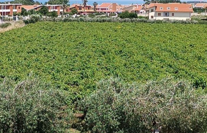 Promoción del sector vitivinícola en el extranjero, una llamada de la Región de Molise