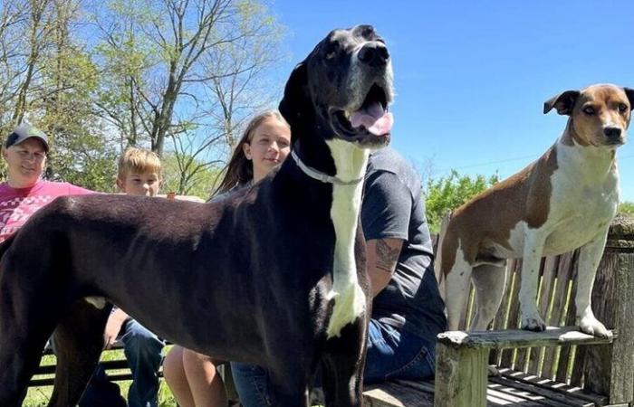 Adiós a Kevin, el perro más alto del mundo: una muerte absurda