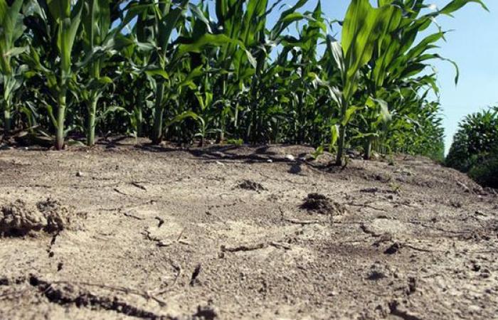 Plan de lucha contra la sequía, Subsecretario Ferro (IED): ‘Más de 32 millones para Calabria’