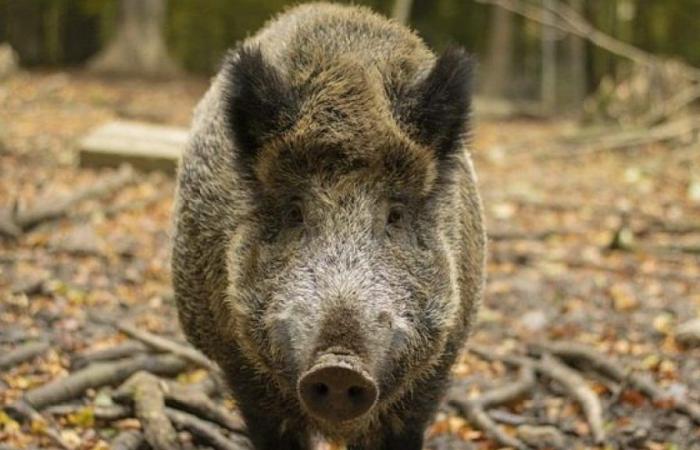 Peste porcina africana en Campania: nuevos casos en la zona de Salerno: jabalíes afectados