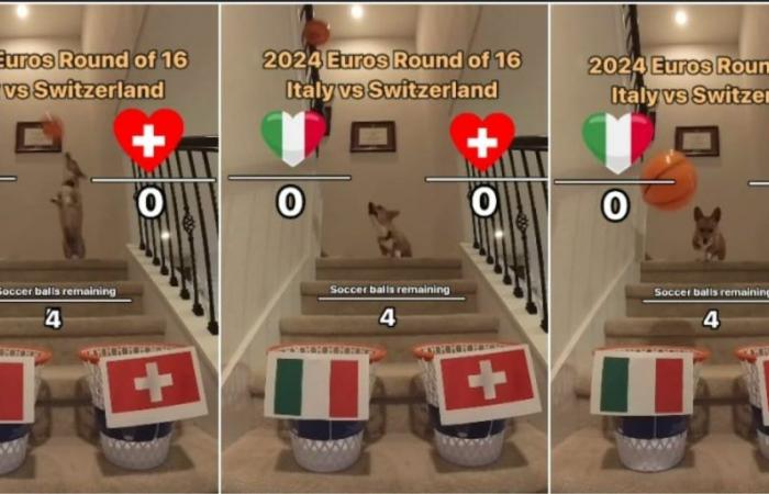 El perro adivino predice cómo terminará Italia-Suiza: “Nunca se equivoca”