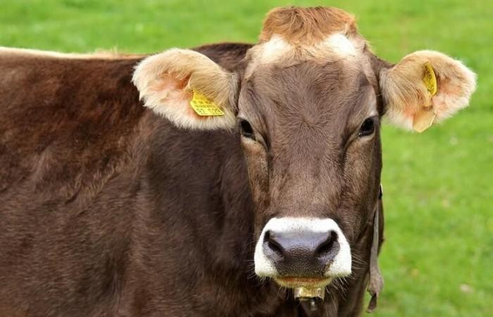 Dinamarca gravará las flatulencias del ganado para luchar contra el cambio climático
