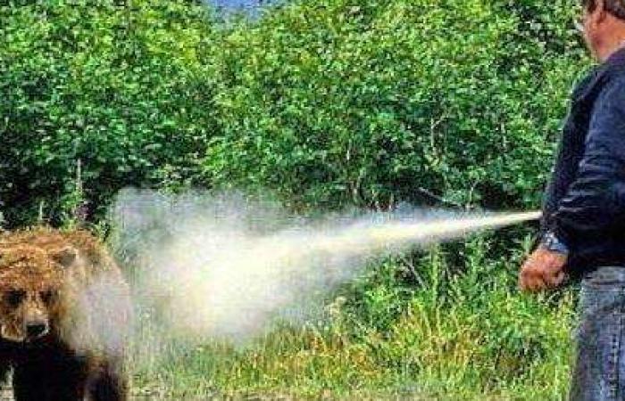 Trento: “Presión sobre Roma para ampliar el uso de spray antiosos” – Noticias