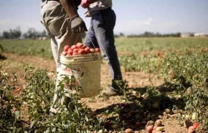 Controles contra el trabajo ilegal: suspendida la empresa agrícola pontina