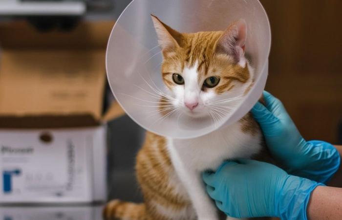 Llevan al gato Kevin a urgencias porque está vomitando, la radiografía le salva la vida