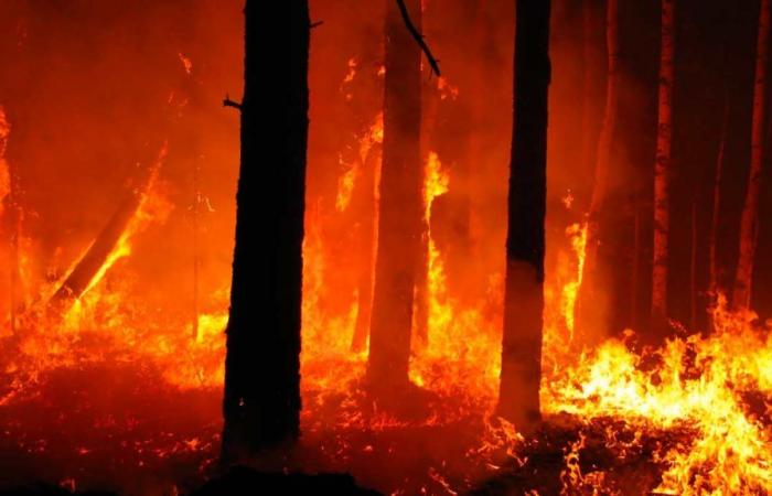 Incendios forestales. A partir del 1 de julio comenzará la fase de atención en toda Emilia-Romaña