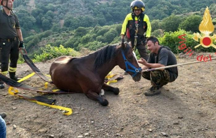 VIDEO – Tiriolo, caballo cae por un acantilado, salvado por los bomberos