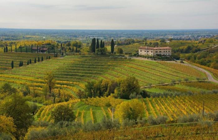 Cerca de la Abadía de Rosazzo se produce uno de los mejores vinos blancos de Friuli Venezia Giulia