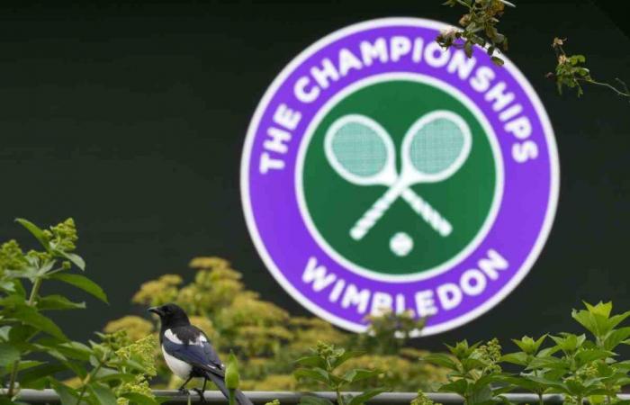 Wimbledon, despedida oficial y drama repentino: la noticia conmociona a los aficionados