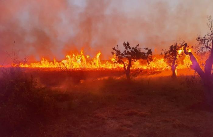 Incendio provocado en la Reserva Natural de Le Cesine, favorecido por la crisis climática