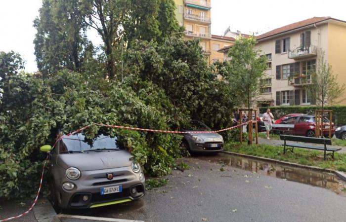 Lluvias, fuertes vientos, granizo y árboles caídos azotan la ciudad – Turin Today