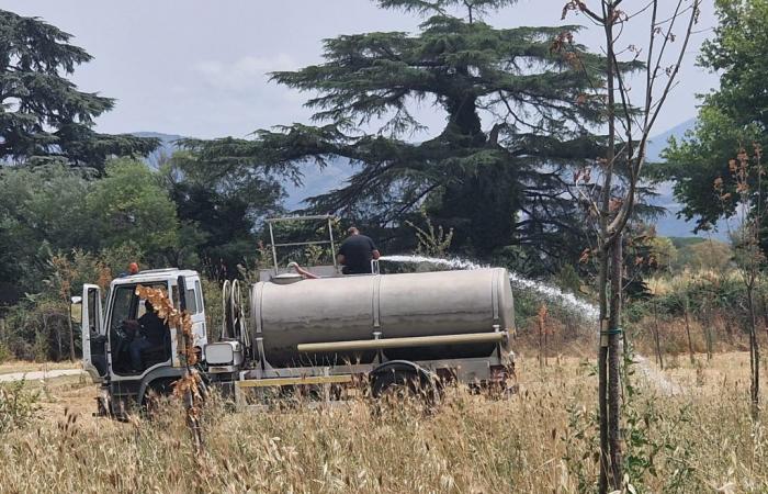 GUIDONIA – Árboles secos en “La Sorgente”, ahora se busca a los responsables
