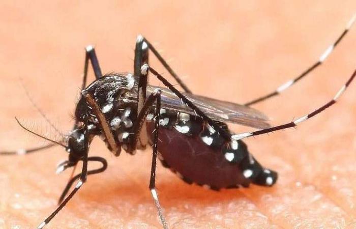 Plan contra el mosquito tigre: trampas en nidos y guarderías en Trento – Trento