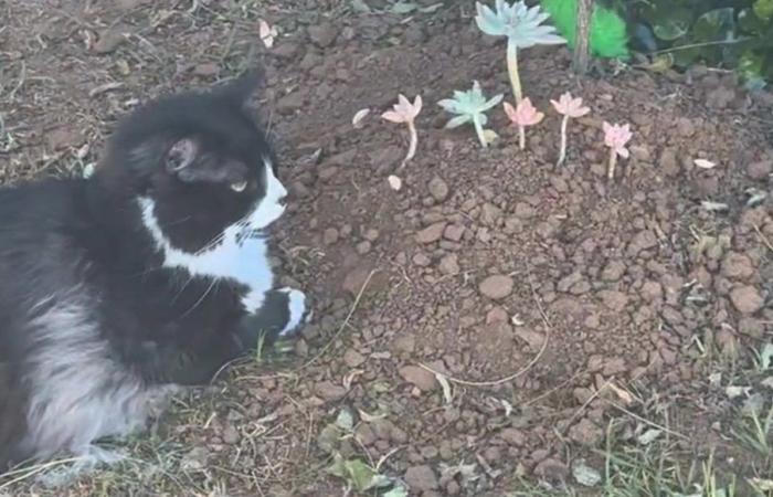 El gato Oso visita todos los días la tumba de Boo, su querido hermano felino