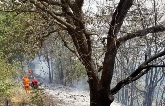 El fuego destruye el matorral mediterráneo en Salemi, el alcalde “Defendamos el territorio” – BlogSicilia
