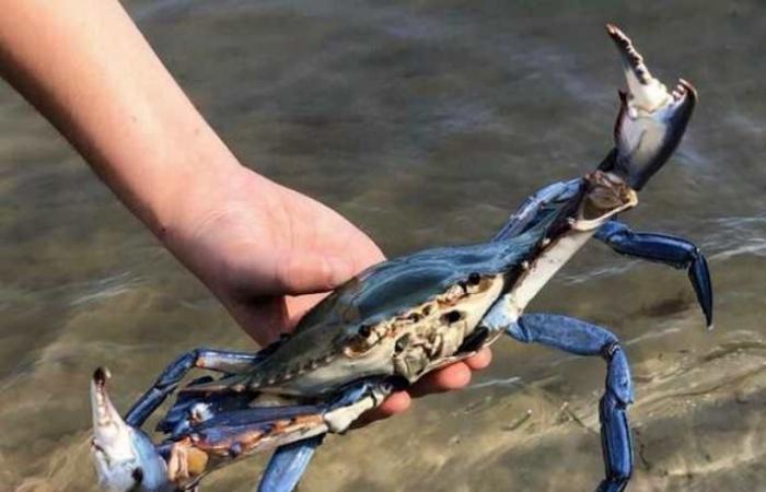 Verano sin mejillones, almejas y ostras, el Véneto es la región más afectada por el cangrejo azul