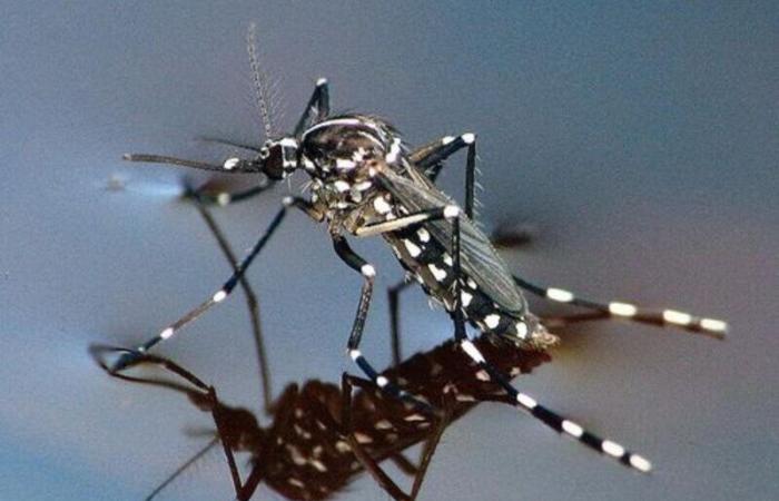 Plan antimosquitos: trampas Bg-gat en 46 guarderías y escuelas infantiles y distribución de kits de larvicidas