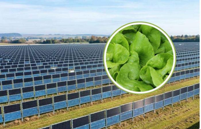 Agrivoltaica: estas son las hortalizas y cultivos que mejor crecen bajo paneles solares verticales según los científicos