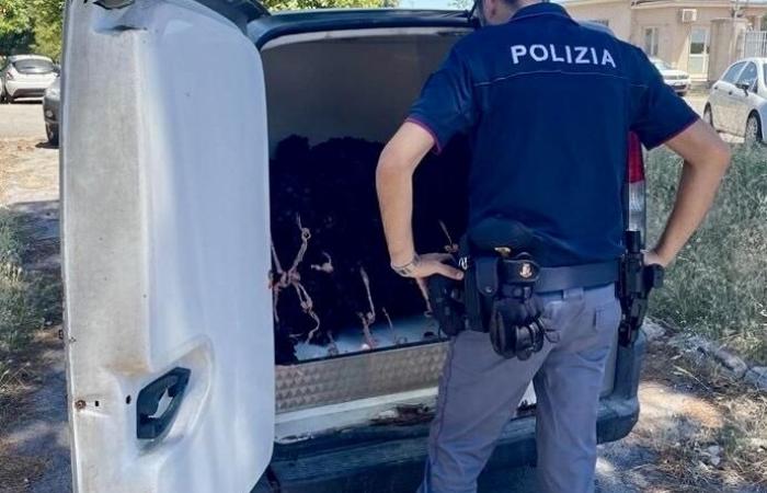 Taranto, la policía incauta 900 kg de mejillones negros: 5 informes