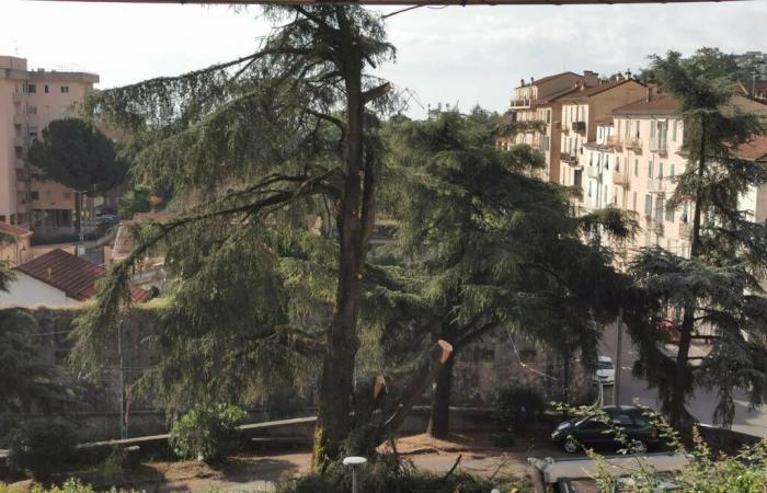 El cedro del Líbano de Pegazzano cortado, la horquilla “desnudada”: ecologistas enfurecidos, el Partido Demócrata lanza una interpelación