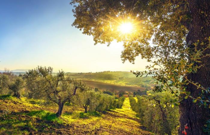 Aceite. Toscana pide al Gobierno un plan nacional sobre olivicultura que parta de los viveros