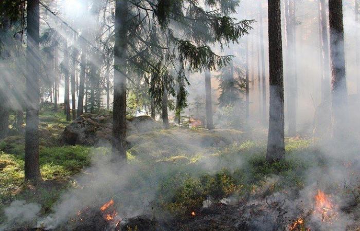 Ispra, en Italia más de 1.000 kilómetros cuadrados de incendios forestales en el último año